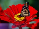 Imagen de Flores Tropicales
