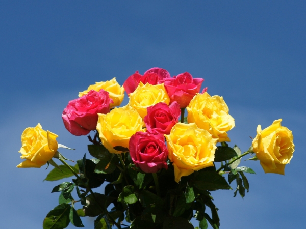 Imagen de Ramo de rosas amarillas y rosadas 