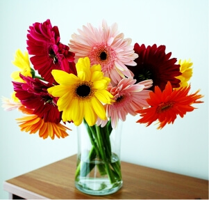 Imagen de Lindas Gerberas