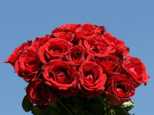 Imagen de Ramo de rosas rojas