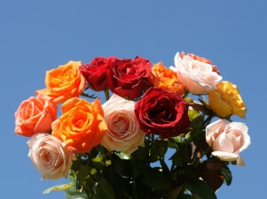 Image of Bouquet of roses assorted [imported]