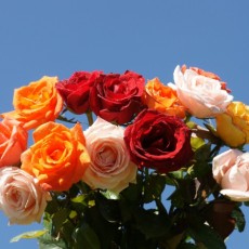 Imagen de Ramo de Rosas Surtidas