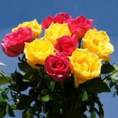 Imagen de Ramo de rosas amarillas y rosadas 