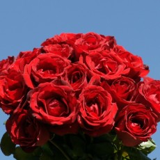 Imagen de Ramo de rosas rojas