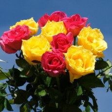 Image of Bouquet of pink and yellow roses [imported]